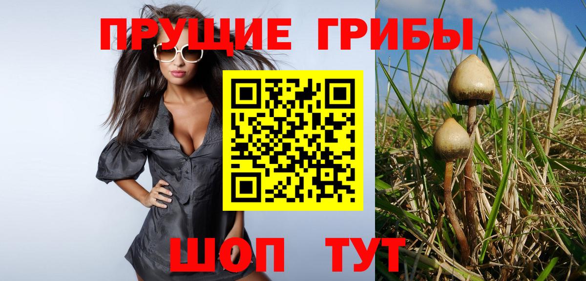 Зеленогорск  Псилоцибиновые грибы GOLDEN TEACHER  Вход с VPN 